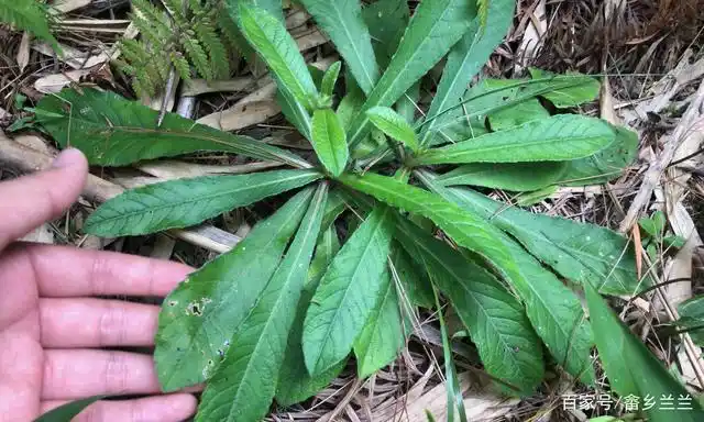 "苦地胆"农村路边常见,却深得南方人喜爱!不认识当杂草太可惜