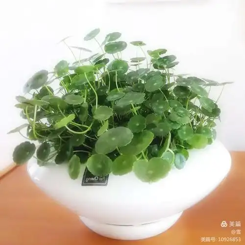 还是铜钱草,是从宝文的盆里分来的.看着单细,又购了上面那盆.