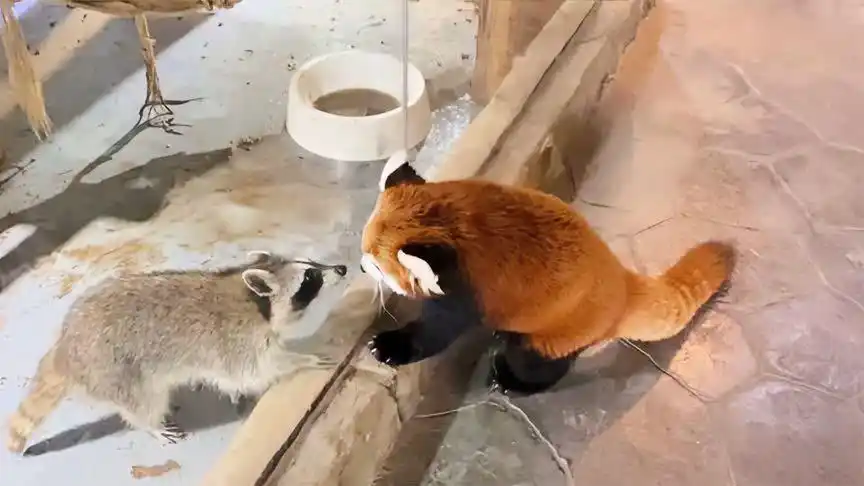 小熊猫和小浣熊碰面了,下一秒憋住别笑,你能分清楚它们吗?