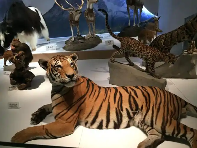 贝林捐赠动物标本展览