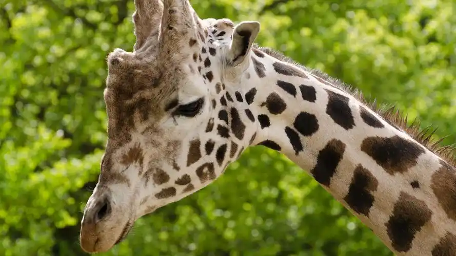 可爱的长颈鹿桌面壁纸