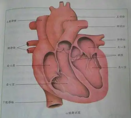 求一张心脏解剖图 有标注的