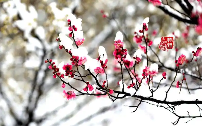 迎雪吐艳,临沂大学傲雪红梅惊艳了2020年第三场雪