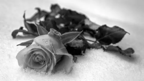 非主流,黑白,花瓣,风景,文艺,简单,非主流,电脑壁纸,壁纸简单的黑白配