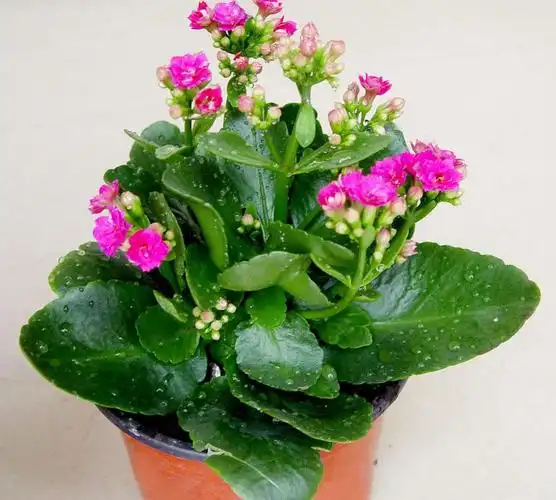 长寿花养护简单适合做桌面植物花色艳丽连绿叶都比绿萝好看