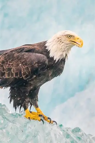 640_960竖版 竖屏