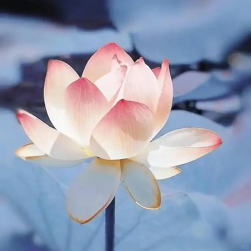 头像·心静如水