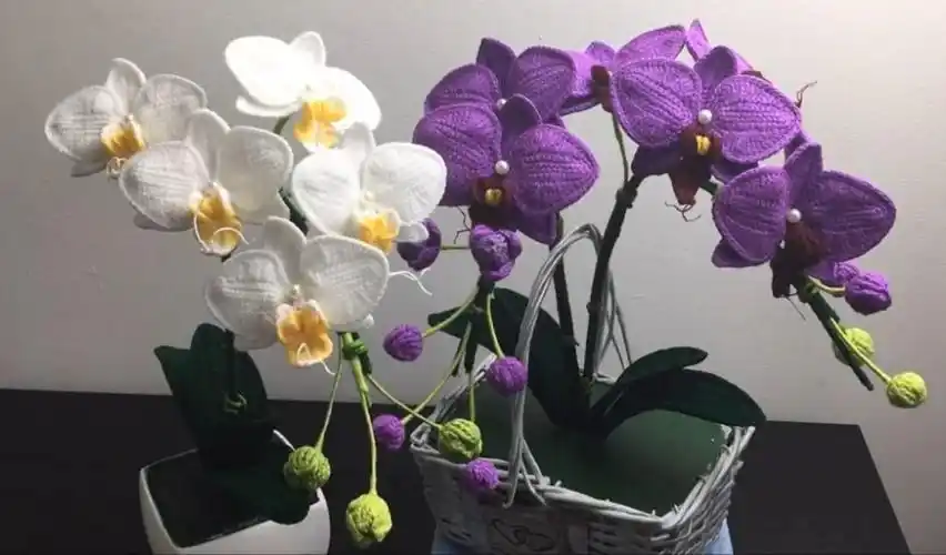 泰国妹子教你如何钩一盆漂亮的蝴蝶兰(视频)