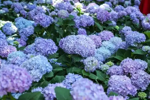 『无尽夏』绣球花彻底盛放 | 是谁打翻了初夏的调色盘?_郊野