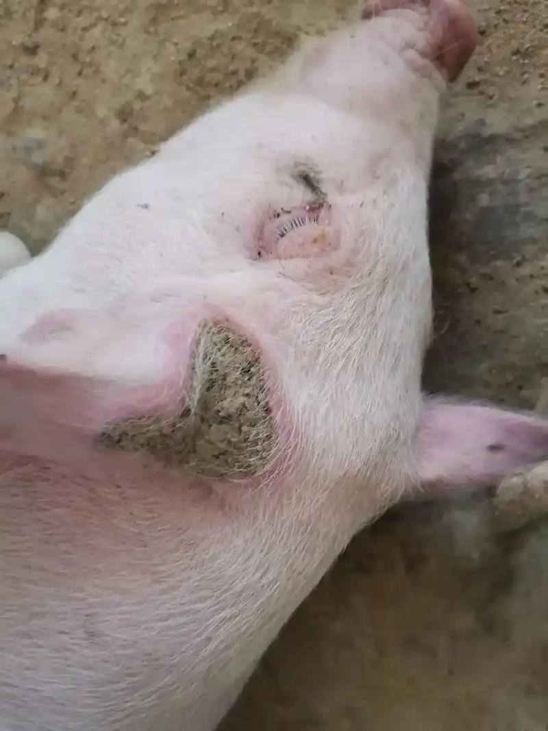 非洲猪瘟弱毒感染,不管是自然变异弱毒还是疫苗毒,只是毒力减弱 - 抖