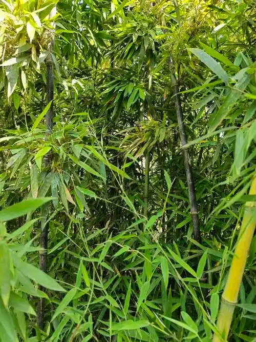 这是什么品种的竹子黑不溜秋的还活着