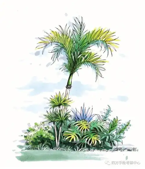 风景园林考研手绘植物马克笔上色分享