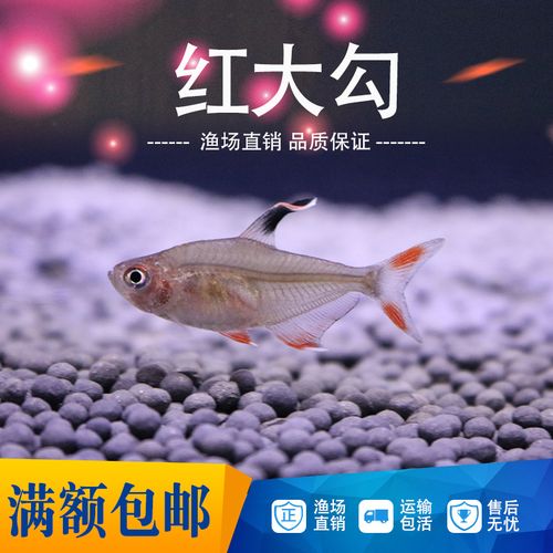 热带鱼观赏鱼 活体 玻璃扯旗 玫瑰扯旗鱼 红大勾扯旗鱼 草缸混养