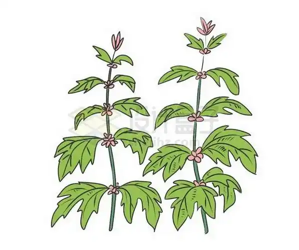 手绘风格两株益母草中草药材插画9176922png免抠图片素材