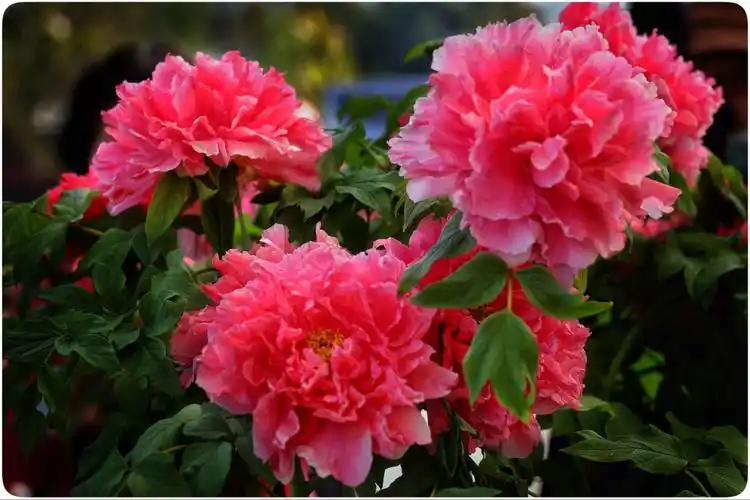 华南植物园展出的洛阳牡丹一株株花朵盈尺,富贵吉祥,使人赏心悦目.