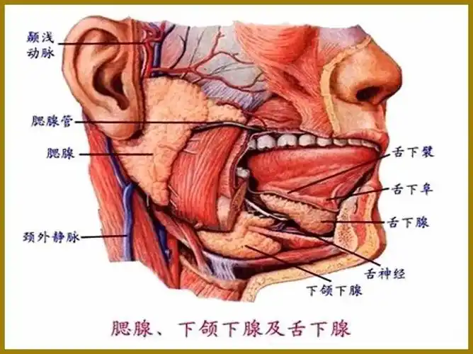 腮腺咬肌部位的解剖