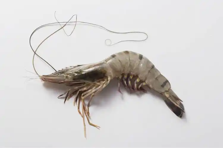 横图,俯视,室内,特写,白天,白色背景,阴影,反射,影子,虾,一只,摄影