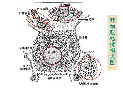 15_肝功能不全(病理生理学)