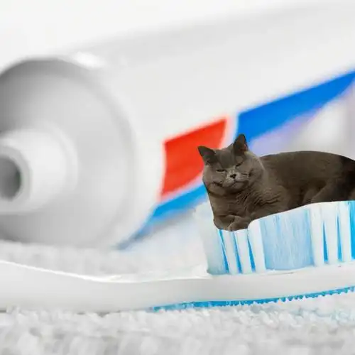 我也有牙膏猫猫啦哈哈哈哈臭脸版