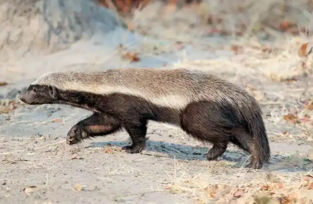最莽撞的动物平头哥