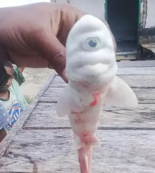 罕见白化鲨鱼被人类发现!身体全白,只有一只眼,长头部中间_腾讯新闻