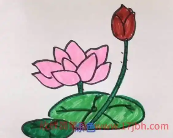 荷花简笔画 荷花简笔画带颜色