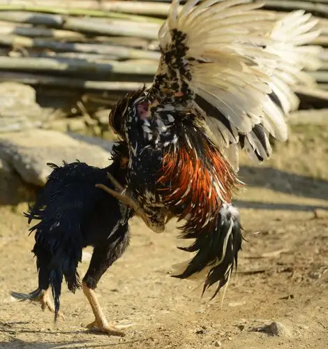 乡村斗鸡