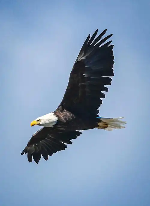 拍鲣鸟时候的意外收获乱入的白头海雕