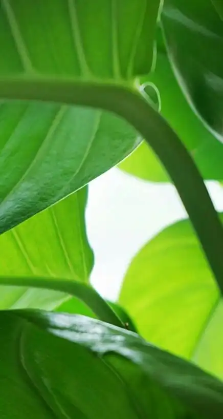 绿色 叶子 植物 自然 锁屏 背景图 壁纸