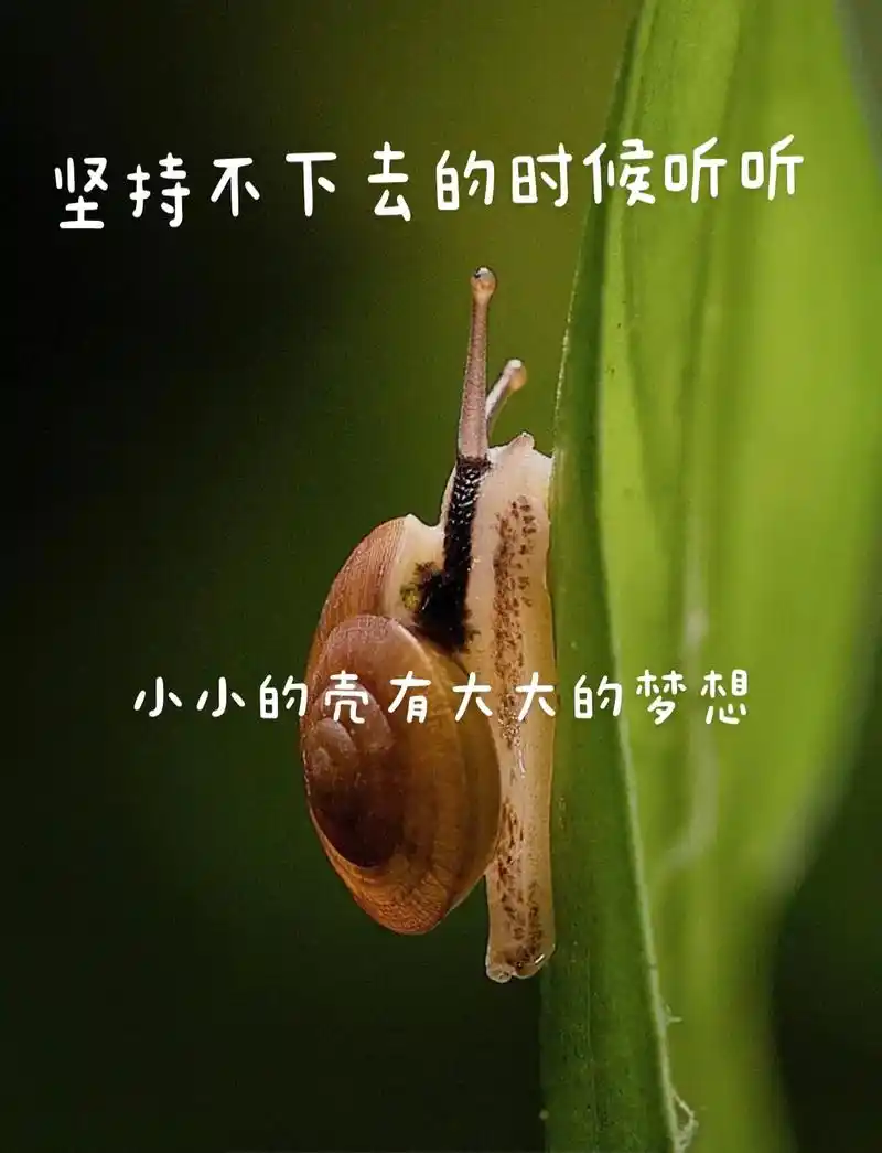 蜗牛背着沉重的躯体不论风雨不畏挫折不断前行它坚信有一天自己也可以