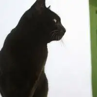 高冷孤独黑猫头像诡异的黑猫个性头像图片