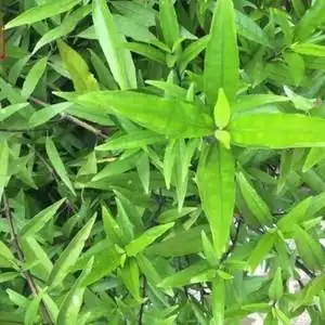 新鲜天然乌骨小驳骨 接骨草尖尾凤 接骨筒乌骨黄藤 接骨木草 500g