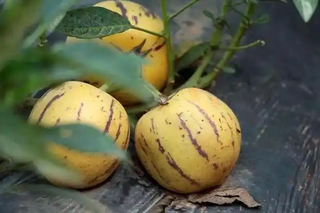 怕上火?"水果界的灌汤包"来了,云南人参果一咬爆汁,奶香无核;海南凤梨