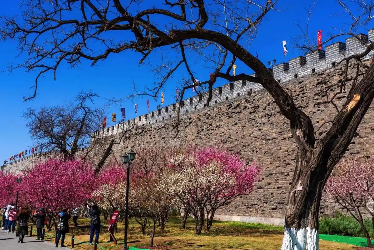 北京明城墙遗址公园的春天.