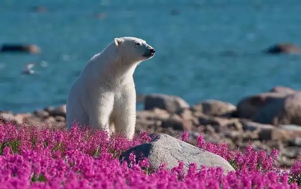 可爱北极熊过着我想过的生活