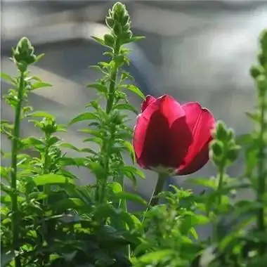 春意盎然的头像109张 唯美高清好看适合春天的头像图片_风景头像_头像