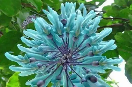 12世界上最稀有的花,这12种花濒临灭绝十分少见