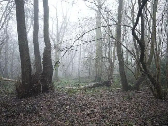 ps如何合成昏暗阴森恐怖森林图片