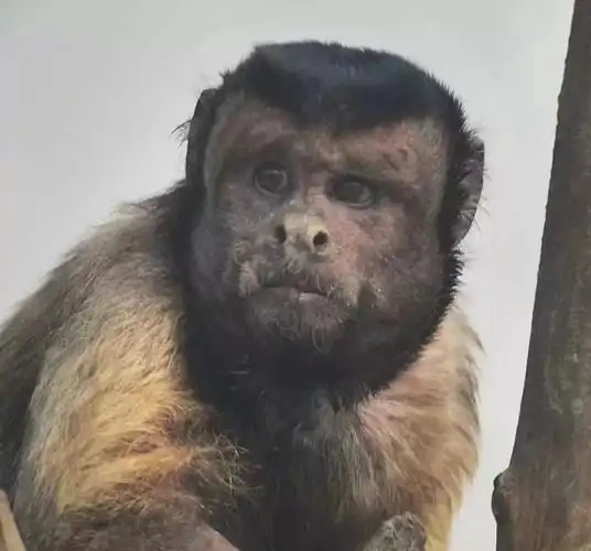 "国字脸猴"火了,网友直呼还是第一次见!目击者:看一眼就笑喷了