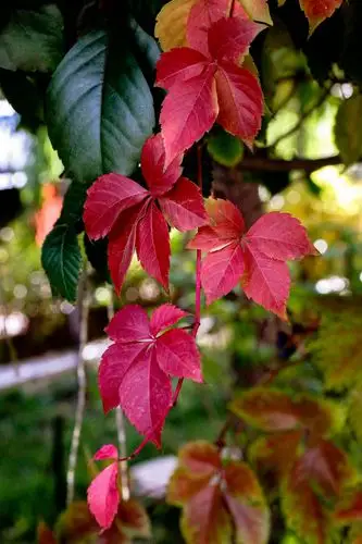 爬山虎叶子红了
