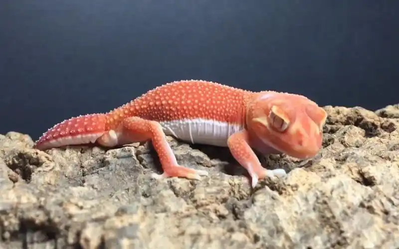 瘤尾守宫,土豪的专属宠物,这尾巴太q了