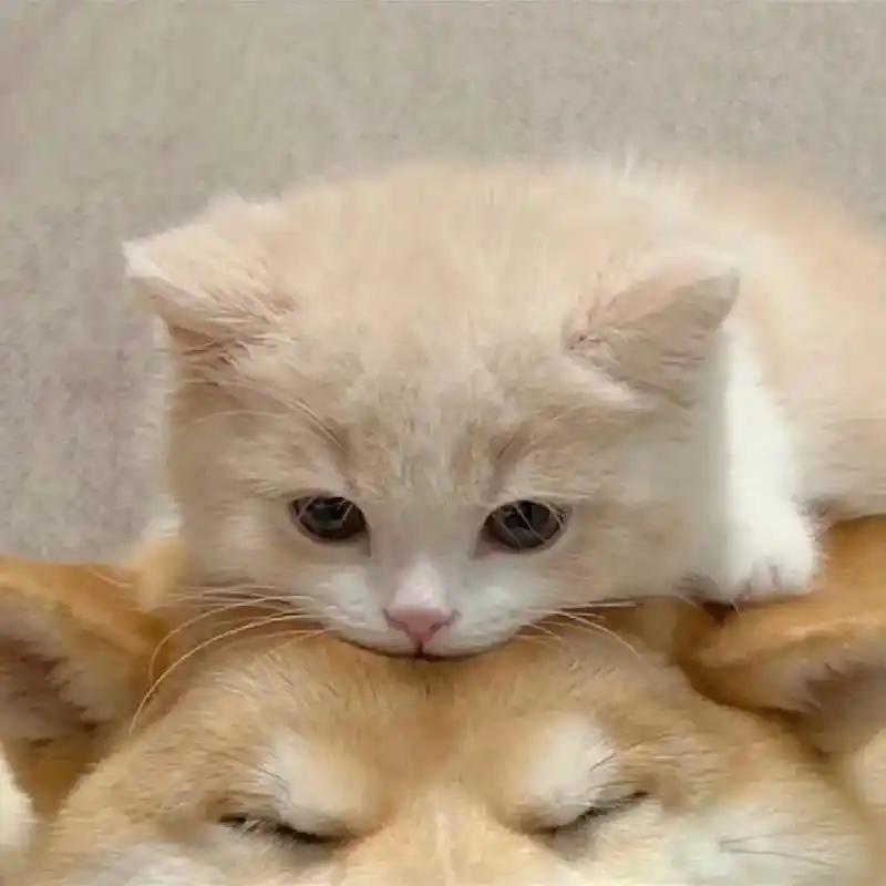 小猫咪也有情头啦～头像也要贴贴才行!#情侣头像 #情侣表情包 - 抖音