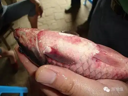 渔技术 | 出血病真的是瘟疫吗?