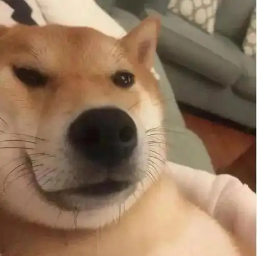 3237303734 00 聊天搞笑表情包