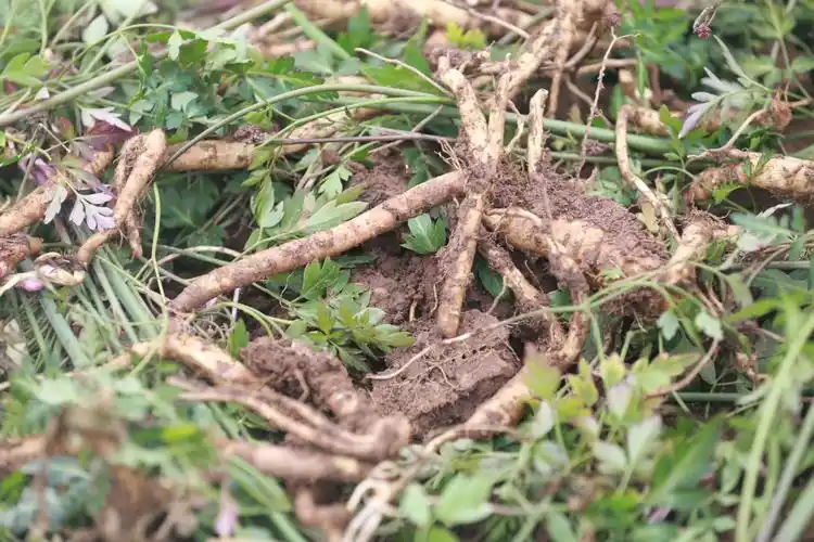 农民刚挖的沙参