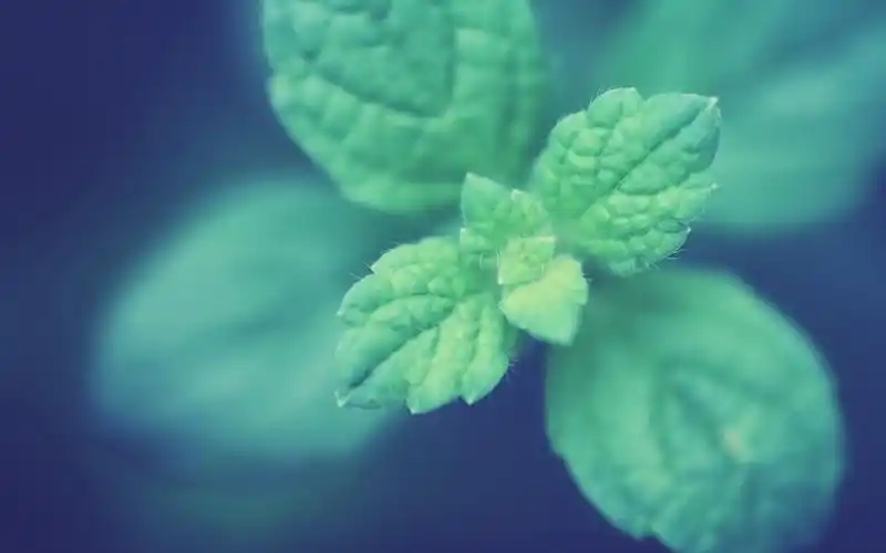 首页 桌面壁纸 小清新绿色护眼壁纸 第一辑上一张下一张查看原图