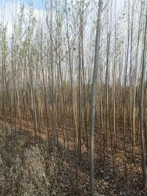 小美旱杨价格速生杨新疆杨河北货源