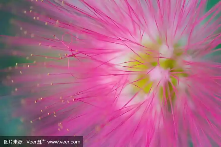 一个粉红色荧光热带花的宏观细节