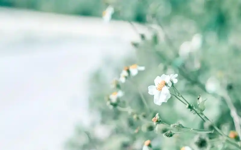 小清新植物超清电脑桌面壁纸图片高清大图预览1920×1200_植物壁纸