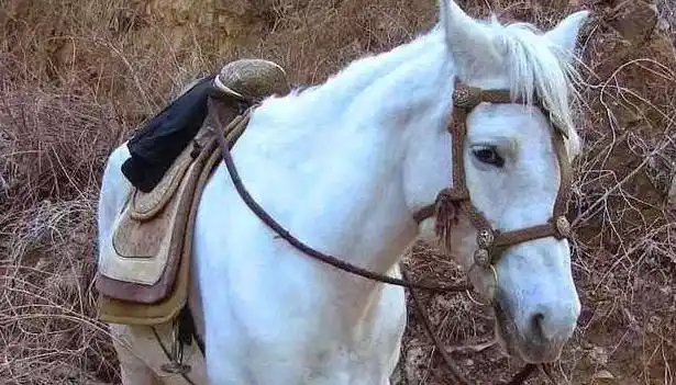 西游记里的那匹白龙马,后来到底怎么样了?知道结局后令人心碎